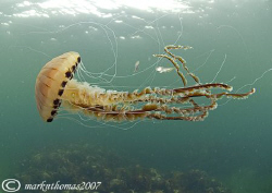 Compass jellyfish - with juvenile whiting amongst tentacl... by Mark Thomas 